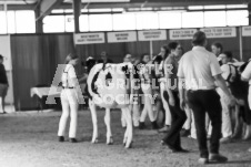 ete's Photography - Equine photography of various equine events at the Ancaster Fair including riding, driving, single carts and six draft horse hitches.