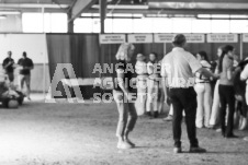 ete's Photography - Equine photography of various equine events at the Ancaster Fair including riding, driving, single carts and six draft horse hitches.