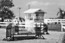 ete's Photography - Equine photography of various equine events at the Ancaster Fair including riding, driving, single carts and six draft horse hitches.