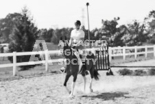 ete's Photography - Equine photography of various equine events at the Ancaster Fair including riding, driving, single carts and six draft horse hitches.