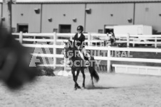 ete's Photography - Equine photography of various equine events at the Ancaster Fair including riding, driving, single carts and six draft horse hitches.