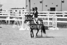 ete's Photography - Equine photography of various equine events at the Ancaster Fair including riding, driving, single carts and six draft horse hitches.