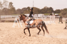 ete's Photography - Equine photography of various equine events at the Ancaster Fair including riding, driving, single carts and six draft horse hitches.