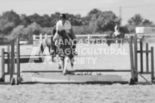 ete's Photography - Equine photography of various equine events at the Ancaster Fair including riding, driving, single carts and six draft horse hitches.