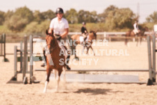 ete's Photography - Equine photography of various equine events at the Ancaster Fair including riding, driving, single carts and six draft horse hitches.