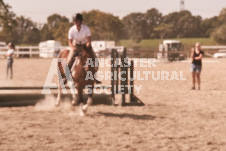 ete's Photography - Equine photography of various equine events at the Ancaster Fair including riding, driving, single carts and six draft horse hitches.