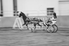 ete's Photography - Equine photography of various equine events at the Ancaster Fair including riding, driving, single carts and six draft horse hitches.