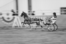 ete's Photography - Equine photography of various equine events at the Ancaster Fair including riding, driving, single carts and six draft horse hitches.