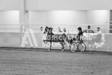 ete's Photography - Equine photography of various equine events at the Ancaster Fair including riding, driving, single carts and six draft horse hitches.