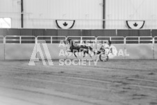 ete's Photography - Equine photography of various equine events at the Ancaster Fair including riding, driving, single carts and six draft horse hitches.