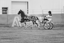 ete's Photography - Equine photography of various equine events at the Ancaster Fair including riding, driving, single carts and six draft horse hitches.