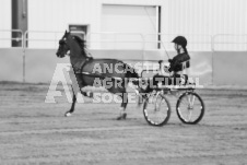 ete's Photography - Equine photography of various equine events at the Ancaster Fair including riding, driving, single carts and six draft horse hitches.