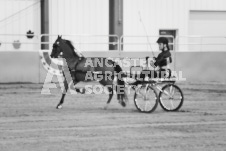 ete's Photography - Equine photography of various equine events at the Ancaster Fair including riding, driving, single carts and six draft horse hitches.