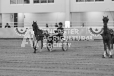 ete's Photography - Equine photography of various equine events at the Ancaster Fair including riding, driving, single carts and six draft horse hitches.