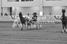 ete's Photography - Equine photography of various equine events at the Ancaster Fair including riding, driving, single carts and six draft horse hitches.