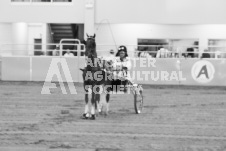 ete's Photography - Equine photography of various equine events at the Ancaster Fair including riding, driving, single carts and six draft horse hitches.