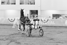 ete's Photography - Equine photography of various equine events at the Ancaster Fair including riding, driving, single carts and six draft horse hitches.