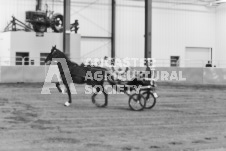 ete's Photography - Equine photography of various equine events at the Ancaster Fair including riding, driving, single carts and six draft horse hitches.