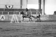 ete's Photography - Equine photography of various equine events at the Ancaster Fair including riding, driving, single carts and six draft horse hitches.