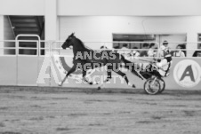 ete's Photography - Equine photography of various equine events at the Ancaster Fair including riding, driving, single carts and six draft horse hitches.