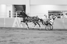 ete's Photography - Equine photography of various equine events at the Ancaster Fair including riding, driving, single carts and six draft horse hitches.