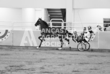 ete's Photography - Equine photography of various equine events at the Ancaster Fair including riding, driving, single carts and six draft horse hitches.