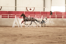 ete's Photography - Equine photography of various equine events at the Ancaster Fair including riding, driving, single carts and six draft horse hitches.