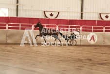 ete's Photography - Equine photography of various equine events at the Ancaster Fair including riding, driving, single carts and six draft horse hitches.