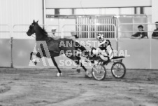 ete's Photography - Equine photography of various equine events at the Ancaster Fair including riding, driving, single carts and six draft horse hitches.