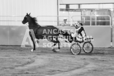 ete's Photography - Equine photography of various equine events at the Ancaster Fair including riding, driving, single carts and six draft horse hitches.