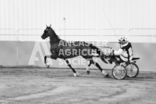 ete's Photography - Equine photography of various equine events at the Ancaster Fair including riding, driving, single carts and six draft horse hitches.