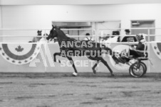 ete's Photography - Equine photography of various equine events at the Ancaster Fair including riding, driving, single carts and six draft horse hitches.