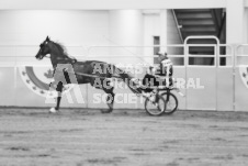 ete's Photography - Equine photography of various equine events at the Ancaster Fair including riding, driving, single carts and six draft horse hitches.