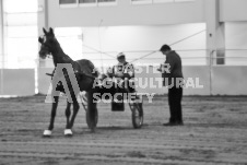 ete's Photography - Equine photography of various equine events at the Ancaster Fair including riding, driving, single carts and six draft horse hitches.