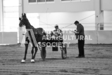 ete's Photography - Equine photography of various equine events at the Ancaster Fair including riding, driving, single carts and six draft horse hitches.