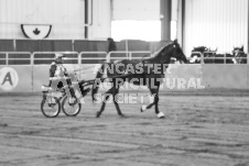 ete's Photography - Equine photography of various equine events at the Ancaster Fair including riding, driving, single carts and six draft horse hitches.