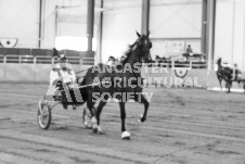 ete's Photography - Equine photography of various equine events at the Ancaster Fair including riding, driving, single carts and six draft horse hitches.