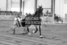 ete's Photography - Equine photography of various equine events at the Ancaster Fair including riding, driving, single carts and six draft horse hitches.