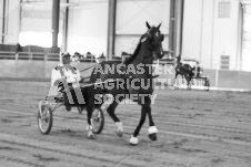 ete's Photography - Equine photography of various equine events at the Ancaster Fair including riding, driving, single carts and six draft horse hitches.