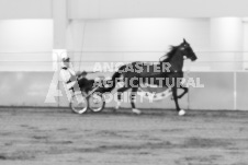 ete's Photography - Equine photography of various equine events at the Ancaster Fair including riding, driving, single carts and six draft horse hitches.