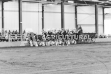 ete's Photography - Equine photography of various equine events at the Ancaster Fair including riding, driving, single carts and six draft horse hitches.