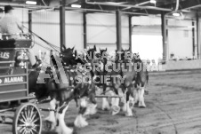 ete's Photography - Equine photography of various equine events at the Ancaster Fair including riding, driving, single carts and six draft horse hitches.