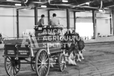 ete's Photography - Equine photography of various equine events at the Ancaster Fair including riding, driving, single carts and six draft horse hitches.