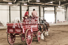 ete's Photography - Equine photography of various equine events at the Ancaster Fair including riding, driving, single carts and six draft horse hitches.