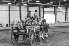 ete's Photography - Equine photography of various equine events at the Ancaster Fair including riding, driving, single carts and six draft horse hitches.