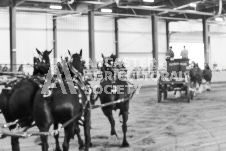 ete's Photography - Equine photography of various equine events at the Ancaster Fair including riding, driving, single carts and six draft horse hitches.