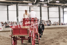 ete's Photography - Equine photography of various equine events at the Ancaster Fair including riding, driving, single carts and six draft horse hitches.