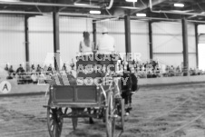 ete's Photography - Equine photography of various equine events at the Ancaster Fair including riding, driving, single carts and six draft horse hitches.