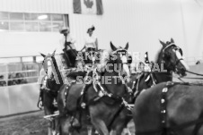 ete's Photography - Equine photography of various equine events at the Ancaster Fair including riding, driving, single carts and six draft horse hitches.