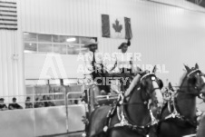 ete's Photography - Equine photography of various equine events at the Ancaster Fair including riding, driving, single carts and six draft horse hitches.